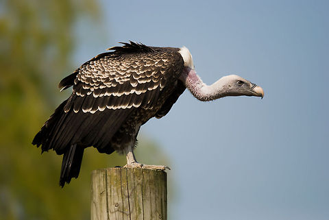 Griffon Vulture Awesome sideview of a Griffon Vulture on a pole with its typical curled neck. Accipitriformes,Birds,Eagle,Geotagged,Griffon Vulture,Gyps fulvus,The Netherlands,Vulture