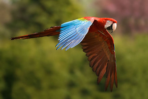 Red and green macaw in flight Action shot of a Macaw in flight. Ara chloropterus,Birds,Geotagged,Macaws,Parrots,Psittaciformes,Red-and-green Macaw,The Netherlands