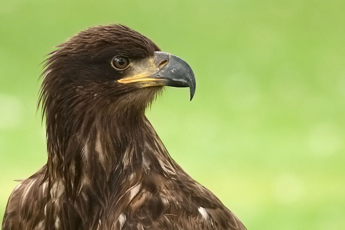 White-tailed Eagle A headshot of a White Tailed Eagle clearly showing a powerful beak. Accipitriformes,Aquila chrysaetos,Birds,Eagle,Geotagged,Golden Eagle,The Netherlands