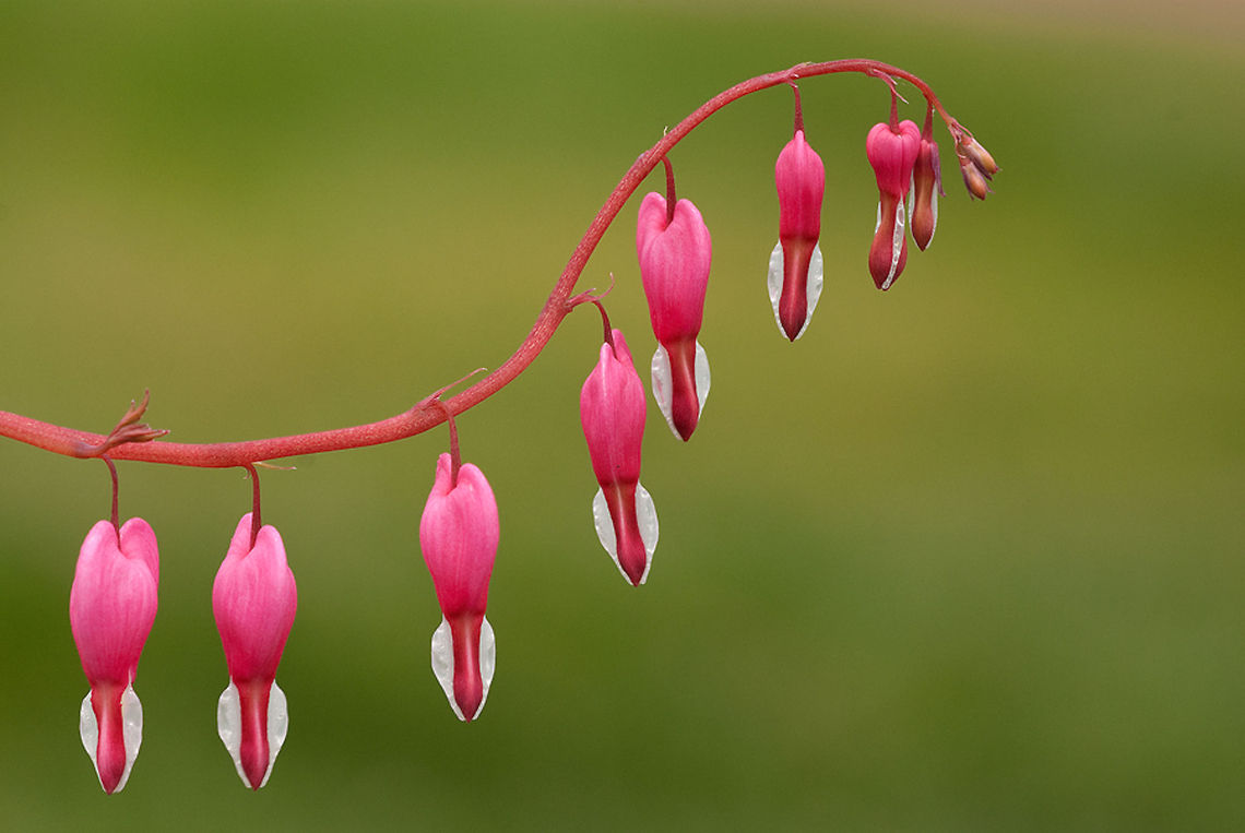 Bleedinghearts Now idea how you call these little fellows, so as anyone know it I love the hear it :) Dicentra spectabilis,Flowers,Geotagged,Lamprocapnos spectabilis,The Netherlands,bleeding heart