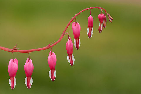 Bleedinghearts Now idea how you call these little fellows, so as anyone know it I love the hear it :) Dicentra spectabilis,Flowers,Geotagged,Lamprocapnos spectabilis,The Netherlands,bleeding heart