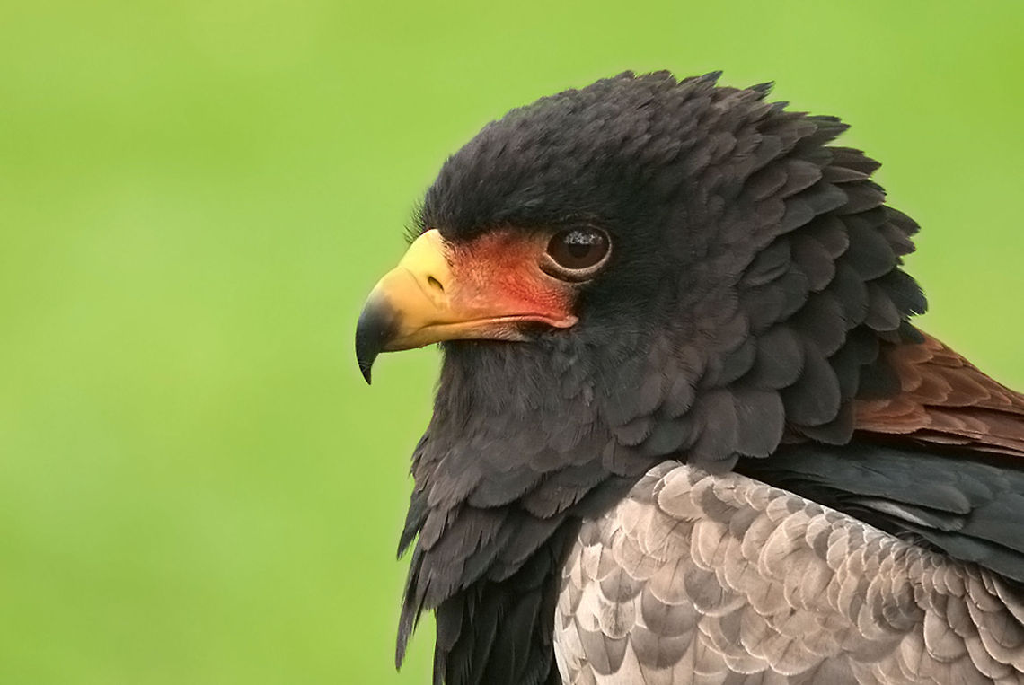 Bateleur sideview Sideview of the majestic Bateleur, a type of eagle mostly present in Africa. Bateleurs pair for life and may use their nest for multiple years. Accipitriformes,Bateleur,Birds,Eagle,Geotagged,Terathopius ecaudatus,The Netherlands