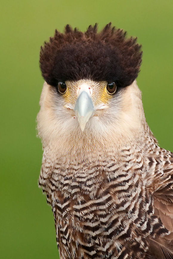 Caracara Headshot of a Caracara staring at the camera. Birds,Caracara,Caracara cheriway,Geotagged,Northern Caracara,The Netherlands,falcon