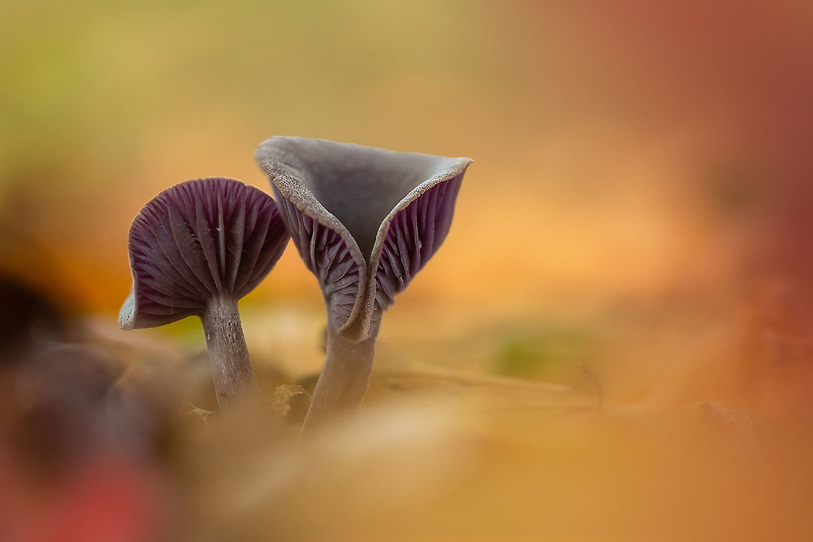 Twins I love autumn such a beautiful colors and everywhere you look you can find mushrooms. Agaricales,Agaricomycetes,Agaricomycetidae,Amethyst Deceiver,Basidiomycota,Belgium,Fall,Fungi,Geotagged,Laccaria amethystina,Mushrooms,mushroom