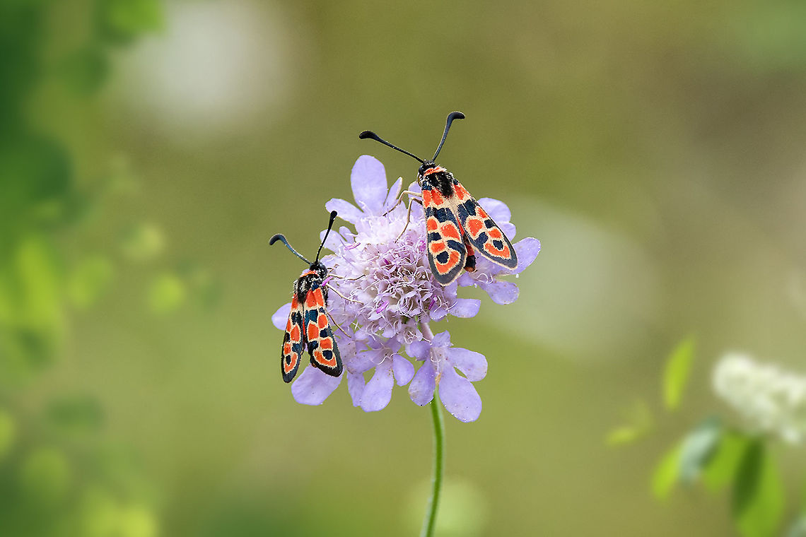 Two of a kind Love these colorful insects Chalk Burnet,France,Geotagged,Summer,Zygaena fausta