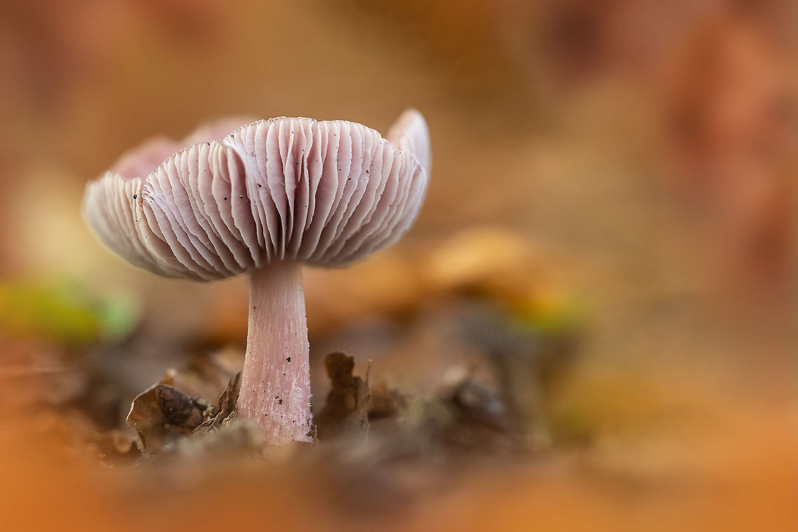 Mycena rosea Lovely colors in the autumn forest Agaricales,Agaricomycetes,Agaricomycetidae,Basidiomycota,Belgium,Fall,Fungi,Geotagged,Mycena rosea,Rosy bonnet,mycena