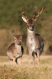 The fallow deer - Dama dama During my search for a fox I came across this duo. Initially, I had not seen them. They were standing completely still and did not move. I had only a few seconds to immortalize them. Dama dama,Fallow Deer,Geotagged,The Netherlands,animals,awd,fallow deer,nature,the netherlands,wild life