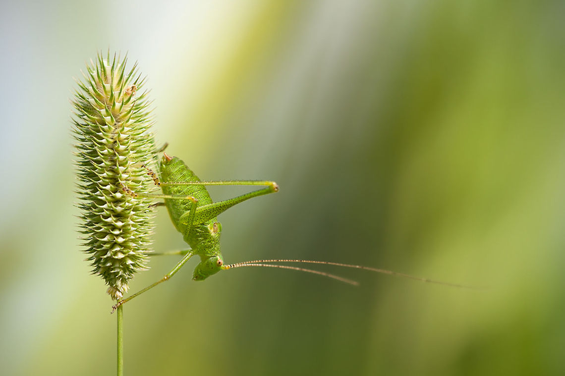 Jumper - Speckled bush-cricket This little fellow missed one leg :( <br />
 Geotagged,Grasshopper,Insects,Leptophyes punctatissima,Speckled bush-cricket,Tettigoniidae,The Netherlands,macro,struiksprinkhaan