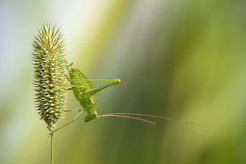 Jumper - Speckled bush-cricket This little fellow missed one leg :( 
 Geotagged,Grasshopper,Insects,Leptophyes punctatissima,Speckled bush-cricket,Tettigoniidae,The Netherlands,macro,struiksprinkhaan