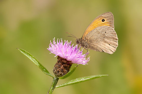Meadow Brown Finally got it, they really get me nervous! Butterfly,Geotagged,Insects,Maniola jurtina,Meadow Brown,Rhopalocera,The Netherlands,macro