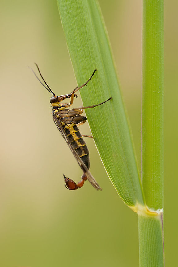 Scorpionfly Found this fly while I was searching for grasshoppers Common scorpionfly,Geotagged,Insects,Macro,Panorpa communis,Panorpidae,ScorpionFly,The Netherlands