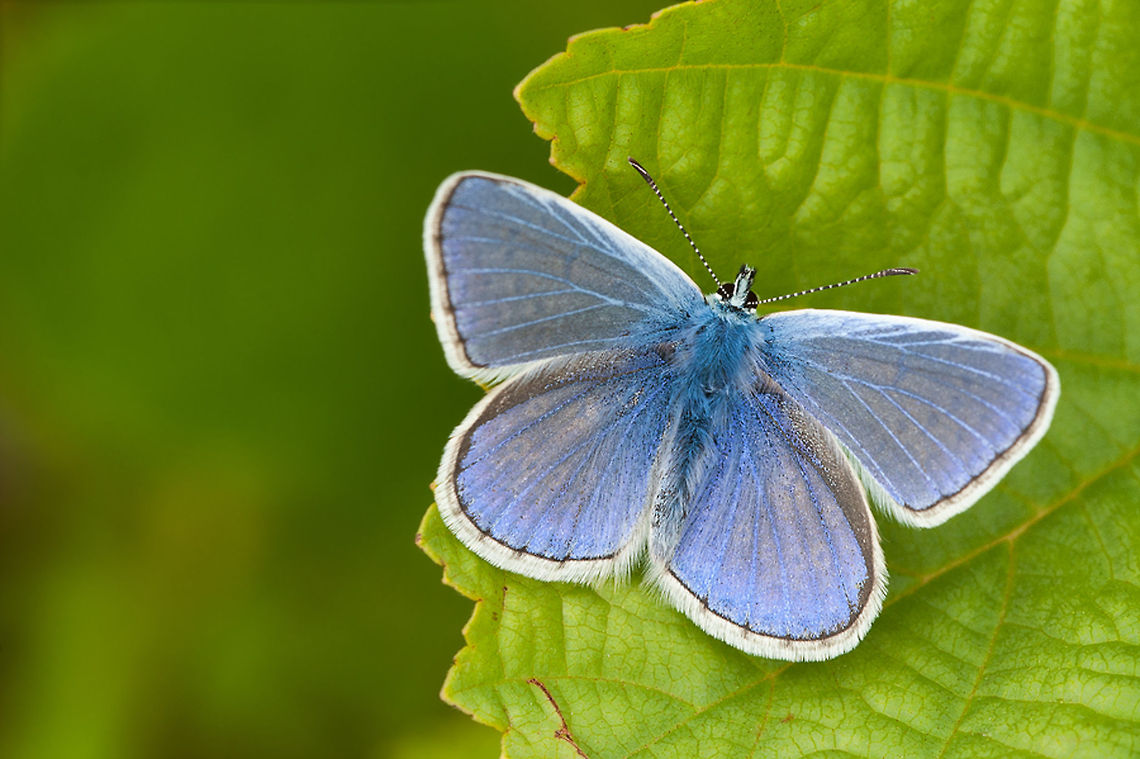 Common Blue Normally they won&#039;t sit still, but this one was different :) Butterfly,Common Blue,Geotagged,Polyommatus icarus,Rhopalocera,The Netherlands,insects,macro