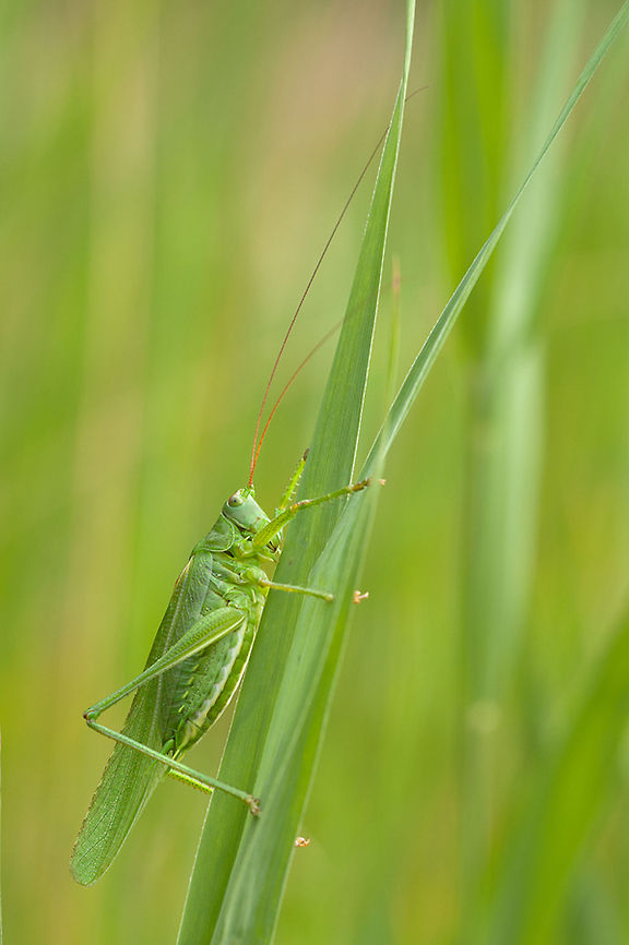 Great Green Bush-Cricket Amazing how big these fellows are 8) Cricket,Geotagged,Great Green Bush-Cricket,Insects,Tettigonia viridissima,The Netherlands,bush-cricket,macro