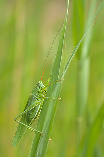Great Green Bush-Cricket Amazing how big these fellows are 8) Cricket,Geotagged,Great Green Bush-Cricket,Insects,Tettigonia viridissima,The Netherlands,bush-cricket,macro