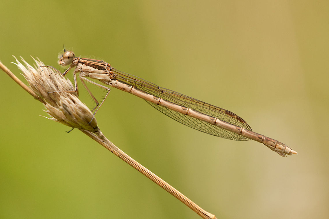 Common Winter Damselfly First I had no idea what it was, when I got home I discovered it&#039;a a very rare species in The Netherlands so I&#039;m very happy to have it in my collection :) Common Winter Damselfly,Geotagged,Insects,Sympecma fusca,The Netherlands,damselfly,macro