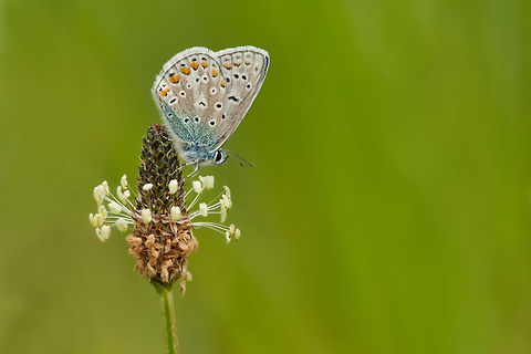 Common Blue This the same butterfly I posted a few days ago with its wings open. Butterfly,Common Blue,Geotagged,Insects,Macro,Polyommatus icarus,Rhopalocera,The Netherlands