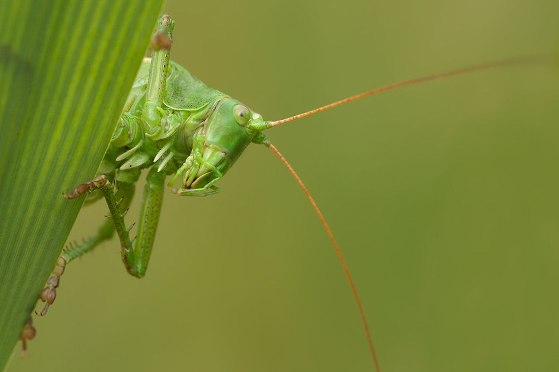 Hellooooooooooooooooooooo Such a funny creatures these crickets :) Geotagged,Great Green Bush-Cricket,Insects,Macro,Tettigonia viridissima,The Netherlands,bush-cricket