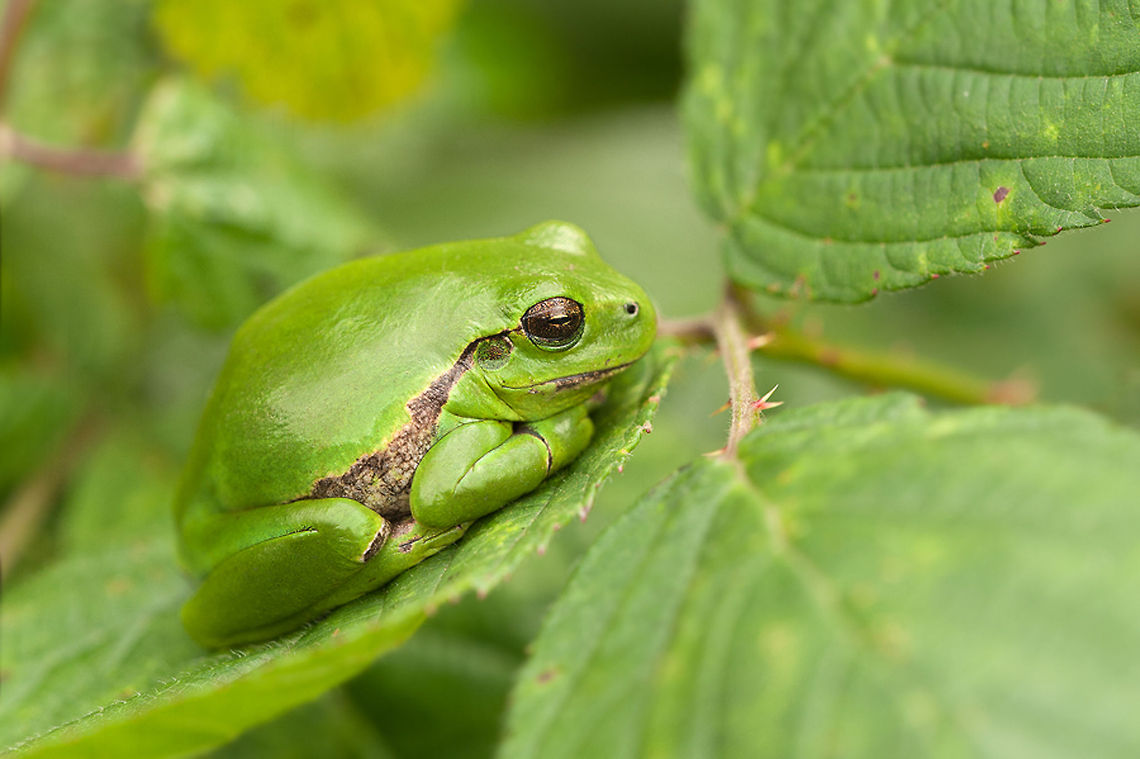European Tree frog So happy when I found him fnally yesterday :) Anura,European Tree frog,European tree frog,Geotagged,Hyla arborea,Macro,The Netherlands,amphibians,frog