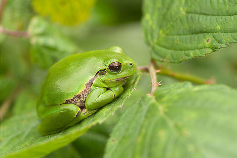 European Tree frog So happy when I found him fnally yesterday :) Anura,European Tree frog,European tree frog,Geotagged,Hyla arborea,Macro,The Netherlands,amphibians,frog