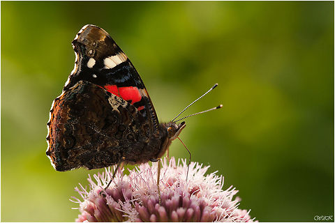 Red Admiral One of my favorite butterflies :) Butterfly,Insects,Macro,Red Admiral,Rhopalocera,Vanessa atalanta