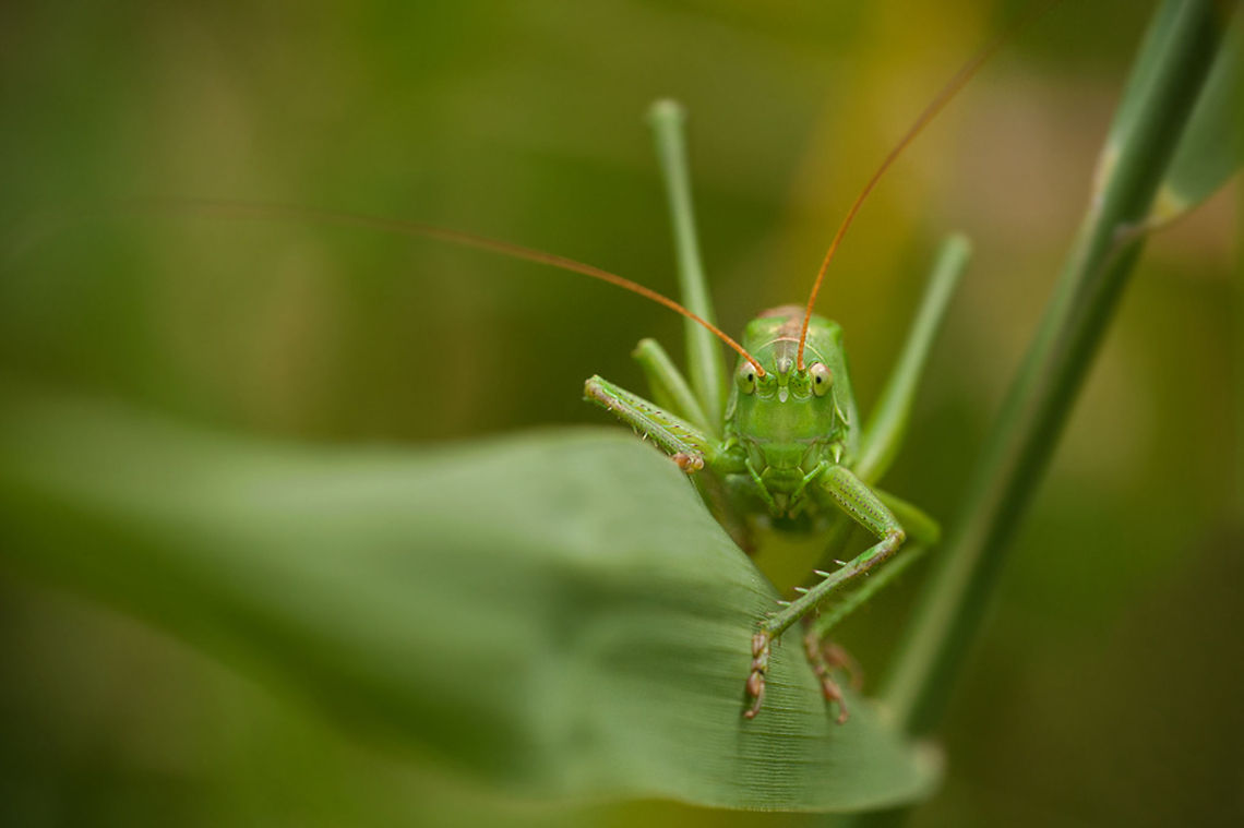 Trying to hide Such a funny creaturem when you move left they move right and vice versa :) Geotagged,Great Green Bush-Cricket,Humor,Insects,Macro,Tettigonia viridissima,The Netherlands,bush-cricket