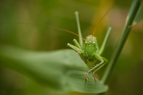 Trying to hide Such a funny creaturem when you move left they move right and vice versa :) Geotagged,Great Green Bush-Cricket,Humor,Insects,Macro,Tettigonia viridissima,The Netherlands,bush-cricket