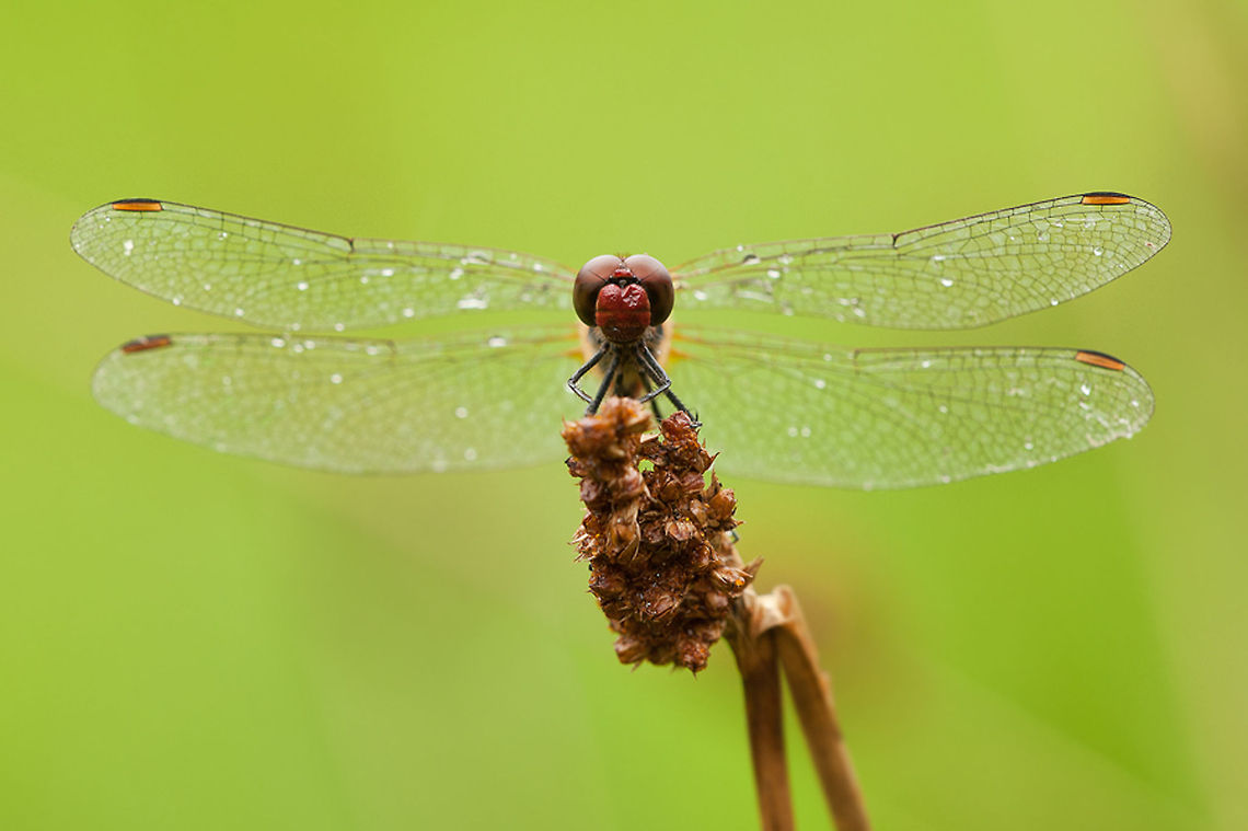 Vagrant Darter I hope I'm right with the name... Anisoptera,Geotagged,Insects,Macro,Odonata,Sympetrum vulgatum,The Netherlands,Vagrant Darter