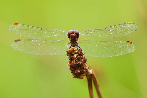 Vagrant Darter I hope I'm right with the name... Anisoptera,Geotagged,Insects,Macro,Odonata,Sympetrum vulgatum,The Netherlands,Vagrant Darter