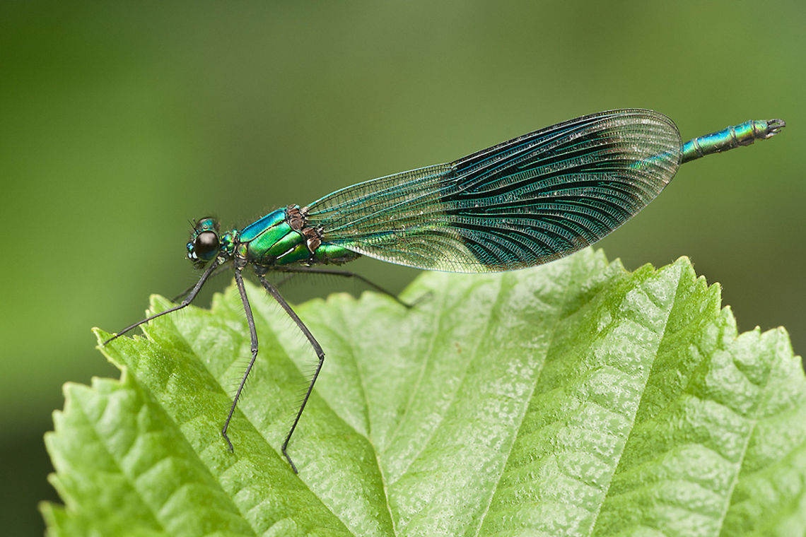 Banded Demoiselle My first one again :) Banded Demoiselle,Calopteryx splendens,Geotagged,Insects,Macro,The Netherlands,Zygoptera