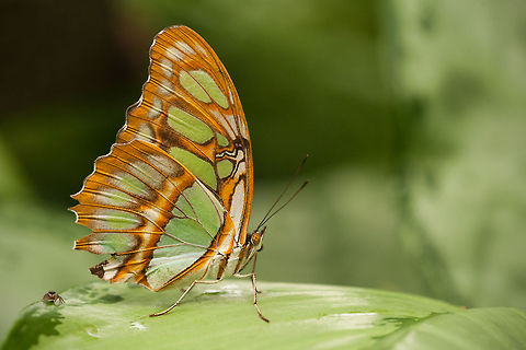 Siproeta Stelenes + little bonus :) I was taking pictures of this fellow and suddenly the little one came above. He is also looking right into the lens :) Butterfly,Geotagged,Insects,Macro,Malachite,Rhopalocera,Siproeta Stelenes,Siproeta stelenes,The Netherlands