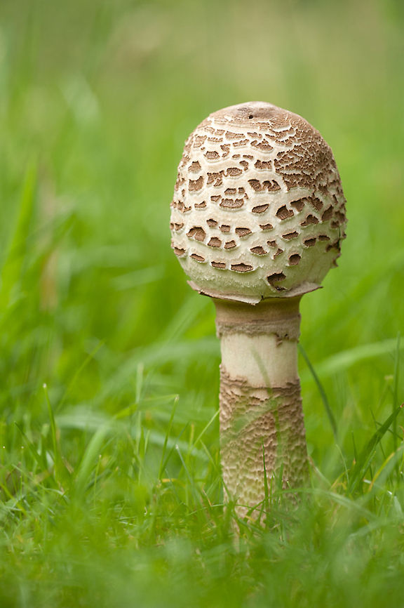 The parasol mushroom The are growing fast here in The Netherland through the wet weather conditions. Fungi,Geotagged,Macro,Macrolepiota procera,The Netherlands,mushroom,parasol mushroom