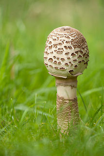 The parasol mushroom The are growing fast here in The Netherland through the wet weather conditions. Fungi,Geotagged,Macro,Macrolepiota procera,The Netherlands,mushroom,parasol mushroom