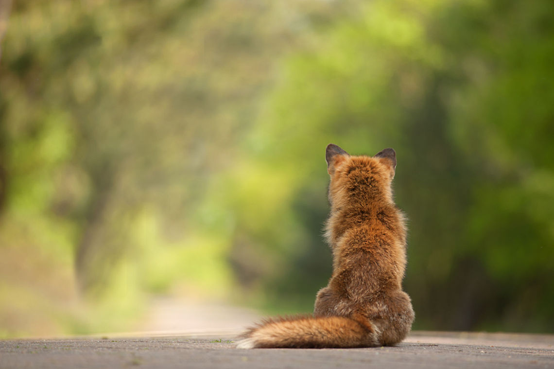 Waiting... This one was obviously waiting for its friends or family :) Fox,Geotagged,Mammals,The Netherlands,vulpes vulpes