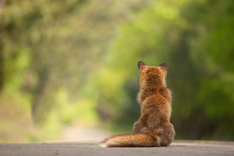 Waiting... This one was obviously waiting for its friends or family :) Fox,Geotagged,Mammals,The Netherlands,vulpes vulpes