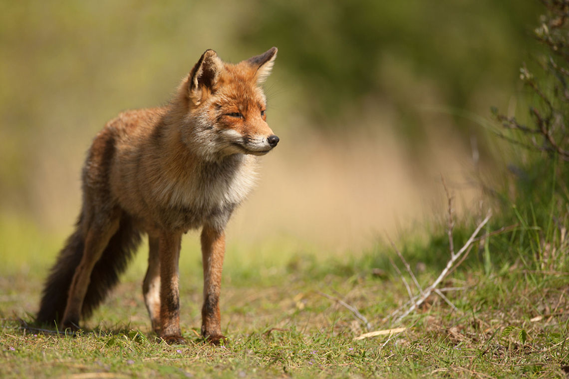The red fox - Vulpes vulpes Always looking around to see what coming and what leaving... Fox,Geotagged,Mammals,The Netherlands,vulpes vulpes