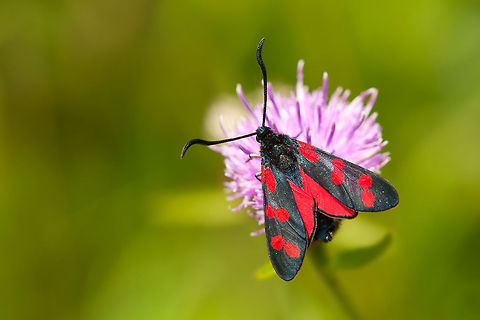 The Six-spot Burnet - Zygaena filipendulae The Six-spot Burnet is found throughout Europe. They are day-flying insects and they are brightly coloured. Geotagged,Insects,Macro,Moth,Six-spot Burnet,The Netherlands,Zygaena filipendulae