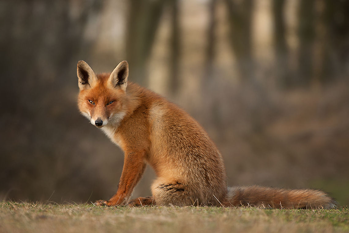 The red fox - Vulpes vulpes I lost the fox family for a while, but begin this year I finally found them again. This one was at first a little bit shy but after some time his curiosity won.  Amsterdamse Waterleiding duinen,Fox,Geotagged,Mammals,Red Fox,The Netherlands,Vulpes vulpes,animal