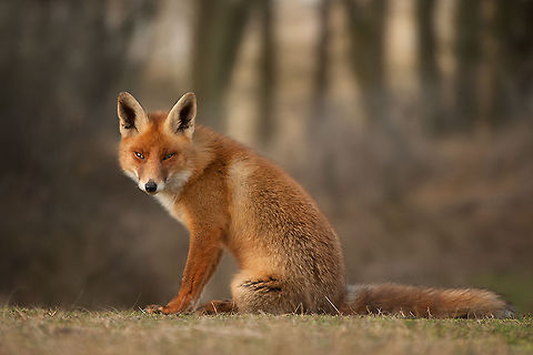 The red fox - Vulpes vulpes I lost the fox family for a while, but begin this year I finally found them again. This one was at first a little bit shy but after some time his curiosity won.  Amsterdamse Waterleiding duinen,Fox,Geotagged,Mammals,Red Fox,The Netherlands,Vulpes vulpes,animal