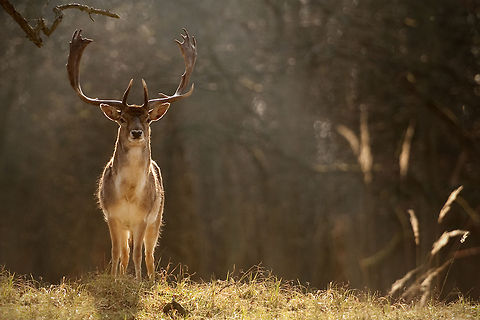 The fallow deer - Dama dama He was definately protecting his herd and kept a close eye on me ;) Dama dama,Deer,Fallow Deer,Forest,Geotagged,Mammals,The Netherlands