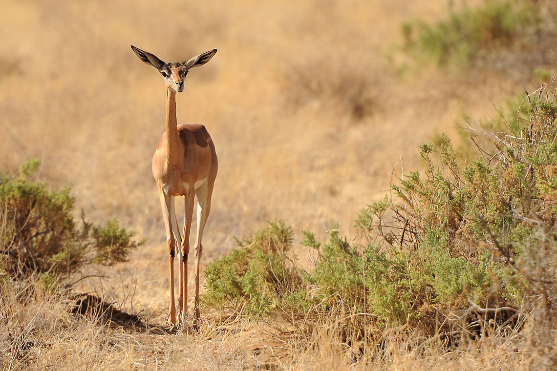 The Gerenoek - Litocranius walleri This beauty bears the name gerenuk. One of the most beautiful gazelle species I have ever seen. The small head and huge ears give them een funny look. The nice thing about this species is that they can stand upright the hind legs. ANIMAL,GAZELLE,GERENUK,Geotagged,Gerenuk,KENYA,Kenya,Litocranius walleri,NATIONAL PARK,NATURE,SAMBURU,WILDLIFE