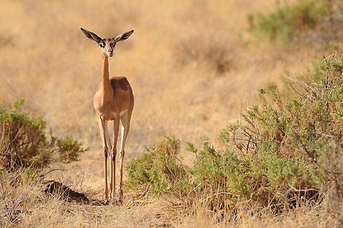 Gerenuk