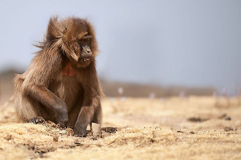 The Gelada - Theropithecus gelada The gelada is also known as the gelada baboon or bleeding-heart baboon.This monkey is only found  in the Ethiopian Highlands with large populations in the Semien Mountains. Ethiopia,Ethiopian Highlands,Gelada,Geotagged,Mammals,Primates,Semien Mountains,Theropithecus gelada,animals,gelada