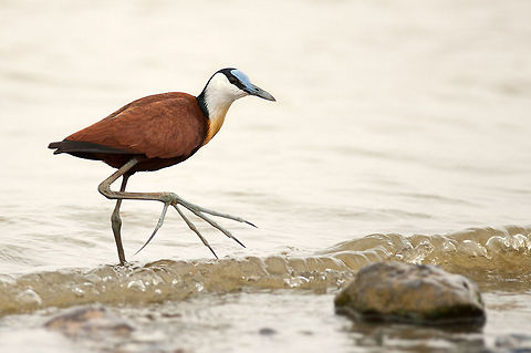 The African Jacana - Actophilornis africanus Is should acually call it Big foot those feet are really enormous :) Actophilornis africanus,African jacanas,Aves,Birds,Charadriiformes,Chordata,Ethiopia,Geotagged,Jacanidae,Lake Langano