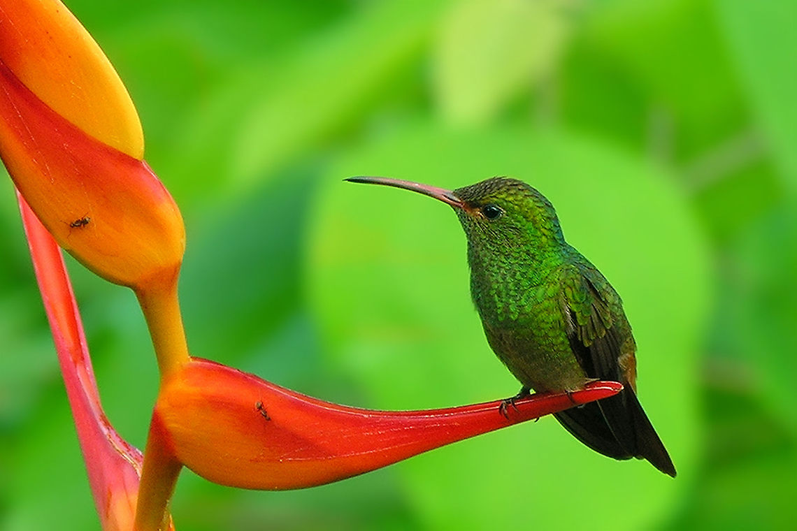 Rufous-tailed Hummingbird - Amazilia tzacatl The Rufous-tailed Hummingbird is perhaps the most common species of hummingbird at forest edge and in gardens and cultivated areas from southern Mexico south to northwestern South America. This little fellow gave us a visit each morning in Drake Bay, Costa Rica. Amazilia,Amazilia tzacatl,Animalia,Aves,Birds,Chordata,Costa Rica,Drake Bay,Geotagged,Rufous-tailed Hummingbird,Trochilidae,Trochiliformes