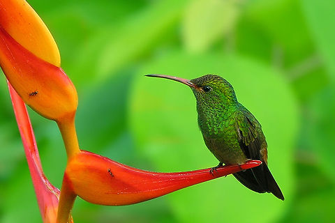 Rufous-tailed Hummingbird - Amazilia tzacatl The Rufous-tailed Hummingbird is perhaps the most common species of hummingbird at forest edge and in gardens and cultivated areas from southern Mexico south to northwestern South America. This little fellow gave us a visit each morning in Drake Bay, Costa Rica. Amazilia,Amazilia tzacatl,Animalia,Aves,Birds,Chordata,Costa Rica,Drake Bay,Geotagged,Rufous-tailed Hummingbird,Trochilidae,Trochiliformes