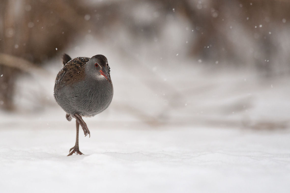 The Water Rail - Rallus aquaticus The Rietputten is a small nature reserve where many birds hibernate. On a snowy winterday I visited this place hoping to photograph Bearded Reedlings. Unfortunately they hide to deep in the reeds, but this water rail wasn&#039;t too shy and wanted to pose willingly. Animalia,Aves,Birds,Geotagged,Gruiformes,Rallidae,Rallus aquaticus,Rietputten,The Netherlands,Water Rail