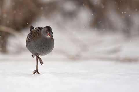 The Water Rail - Rallus aquaticus The Rietputten is a small nature reserve where many birds hibernate. On a snowy winterday I visited this place hoping to photograph Bearded Reedlings. Unfortunately they hide to deep in the reeds, but this water rail wasn't too shy and wanted to pose willingly. Animalia,Aves,Birds,Geotagged,Gruiformes,Rallidae,Rallus aquaticus,Rietputten,The Netherlands,Water Rail