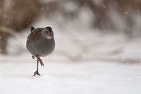 The Water Rail - Rallus aquaticus The Rietputten is a small nature reserve where many birds hibernate. On a snowy winterday I visited this place hoping to photograph Bearded Reedlings. Unfortunately they hide to deep in the reeds, but this water rail wasn't too shy and wanted to pose willingly. Animalia,Aves,Birds,Geotagged,Gruiformes,Rallidae,Rallus aquaticus,Rietputten,The Netherlands,Water Rail