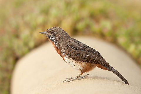 The red-throated wryneck - Jynx ruficollis At the end of our journey throuht Ethiopia we had some days off by the Langano Lake. What a great place to be so many different birdspecies. I've enjoyed myself there very much :) Animalia,Aves,Birds,Chordata,Ethiopia,Geotagged,Jynginae,Jynx ruficollis,Lake Langano,Red-throated wryneck,picidae,piciformes