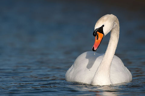 The mute swan - Cygnus olor Plain and simple but one of the most ornate birds I know. AWD,Anatidae,Animalia,Anseriformes,Anserinae,Aves,Birds,Chordata,Cygnini,Cygnus olor,Geotagged,Mute Swan,The Netherlands